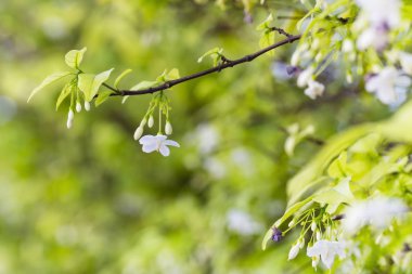 Beyaz renk bahçe içinde Wrightia bileğinde çiçek ağaç (Wrightia bileğinde Benth)