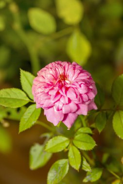 Pembe minyatür gül çiçek ağaç Bahçe, büyüme, aşk