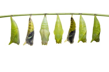 İzole chrysalis ortak jay kelebek (Graphium doson) ile ckipping yolu, güvenli dal, büyüme, dönüştürme