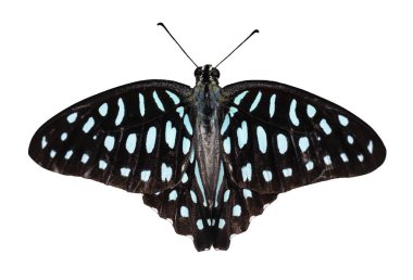 Ortak jay kelebek (Graphium doson) kırpma yoluyla, yalıtılmış dorsal görünümünü güvenli, büyüme, dönüştürme
