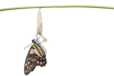 Isolated emerged Common jay butterfly ( Graphium doson)  with pupa and shell hanging on twig with clipping path, secure , growth , transformation clipart