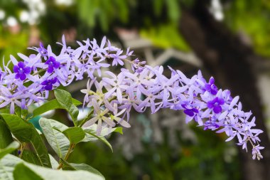 Onların ile mor zımpara asma Çiçek Bahçe, Petrea volubilis ağacında