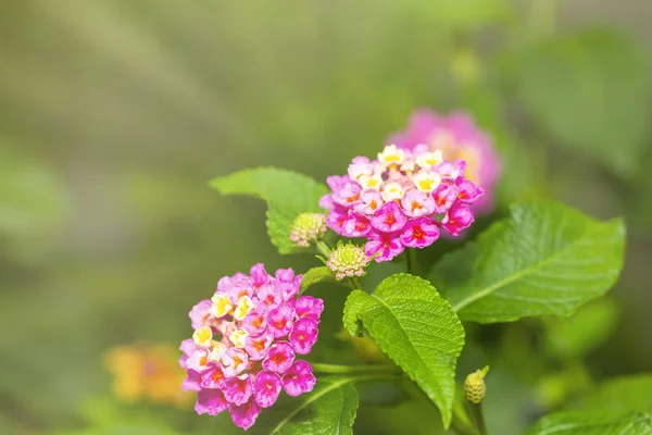 Pembe Umbelanterna Çiçek Onların Ile Ağaç Bahçe Lantana Camara Içinde — Stok fotoğraf