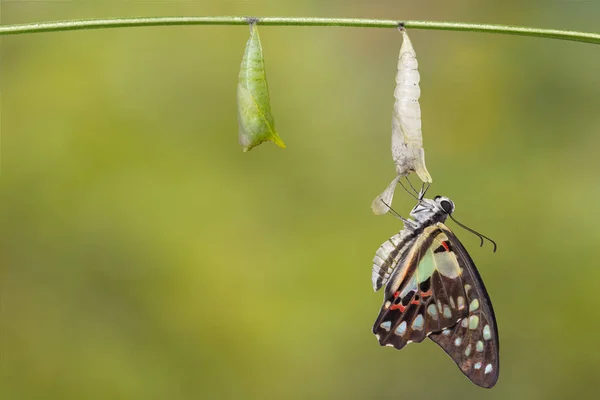 Transformation Common Jay Butterfly Graphium Doson Pupa Shell Hanging Twig — стоковое фото