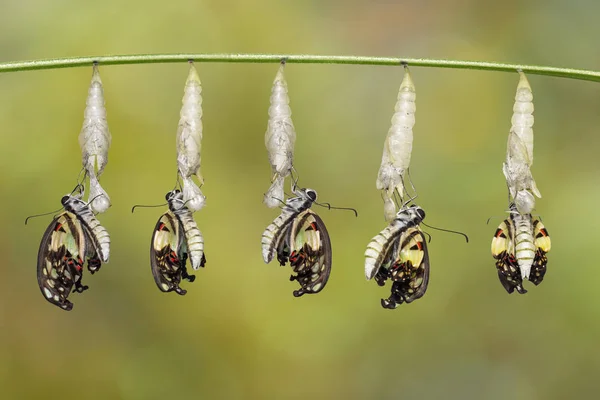 Transformation Common Jay Butterfly Graphium Doson Pupa Shell Hanging Twig — стоковое фото