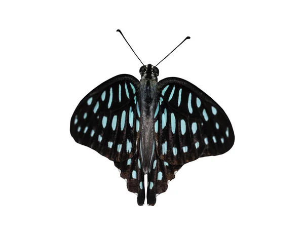 Vista Dorsal Isolada Borboleta Comum Gaio Graphium Doson Com Caminho — Fotografia de Stock