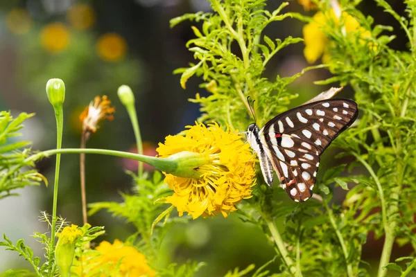 Wspólne Jay Motyl Graphium Doson Spoczywa Żółty Kwiat Nagietka Wzrostu — Zdjęcie stockowe