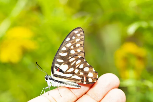 Eichelhäher Schmetterling Graphium Doson Der Auf Dem Menschlichen Finger Ruht — Stockfoto