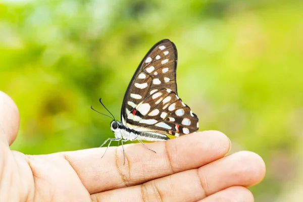 Common Jay Butterfly Graphium Doson Resting Human Finger Growth Relation — Stock Photo, Image