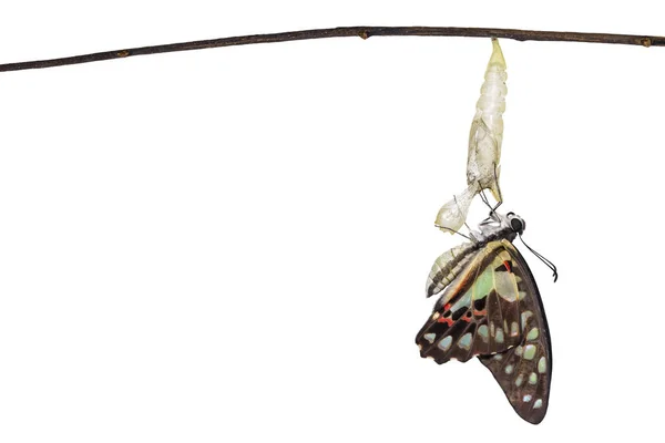 Isolated Emerged Common Jay Butterfly Graphium Doson Pupa Shell Hanging — Stock Photo, Image