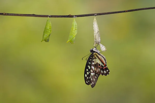 Emerged Common Jay Butterfly Graphium Doson Pupa Shell Hanging Twig — стоковое фото