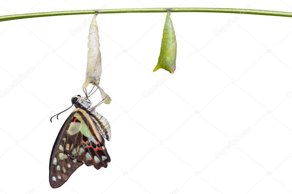 Isolated emerged transformation of Common jay butterfly ( Graphium doson)  with pupa shell hanging on twig with clipping path  , growth , transformation