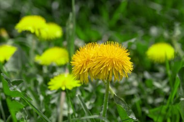 Sarı parlak çim bitki çiçek karahindiba zemin üzerinde büyüyen