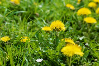 Sarı parlak çim bitki çiçek karahindiba zemin üzerinde büyüyen