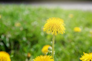 Sarı parlak çim bitki çiçek karahindiba zemin üzerinde büyüyen