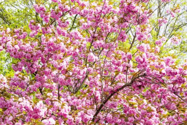 Avrupa'nın pembe Japon cherry veya sakura çiçek çiçeklenme