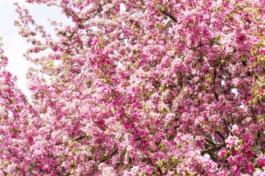 Avrupa'nın pembe Japon cherry veya sakura çiçek çiçeklenme