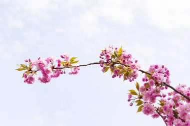 Avrupa'nın pembe Japon cherry veya sakura çiçek çiçeklenme