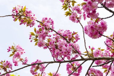 Avrupa'nın pembe Japon cherry veya sakura çiçek çiçeklenme