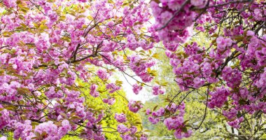 Avrupa'nın pembe Japon cherry veya sakura çiçek çiçeklenme