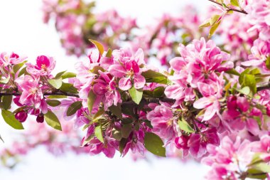 Avrupa'nın pembe Japon cherry veya sakura çiçek çiçeklenme