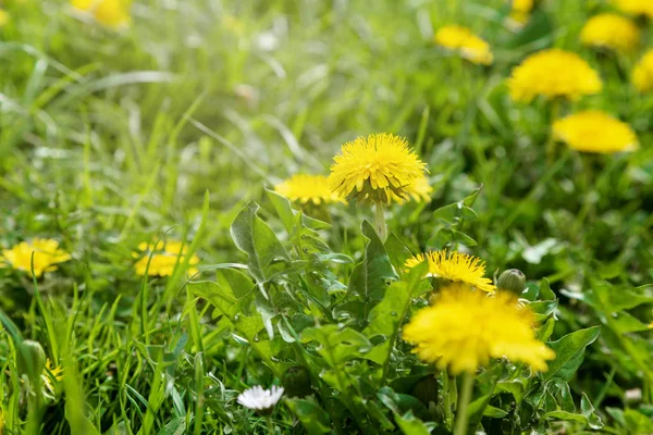 地面に成長している黄色の明るい草の植物の花タンポポ — ストック写真
