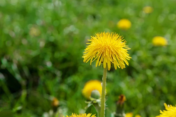 Amarelo brilhante planta flor dente de leão crescendo no chão — Fotografia de Stock