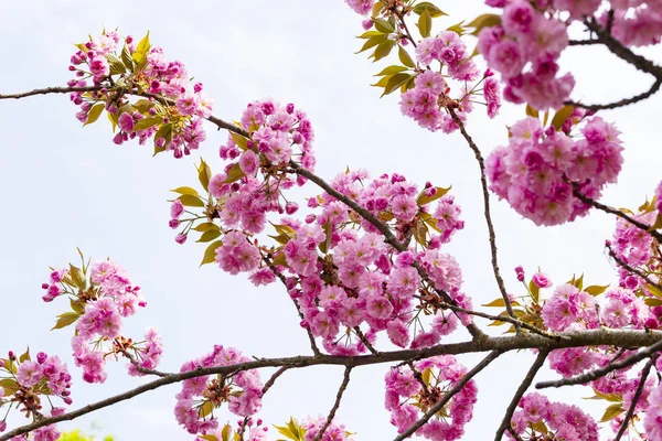 Virágzó rózsaszín japán cseresznye vagy sakura virágokat Európában — Stock Fotó