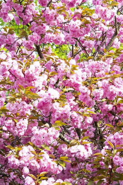 Flor rosa cereza japonesa o flores de sakura en Europa — Foto de Stock