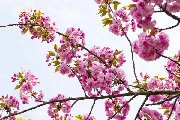 Kvete růžovými květy japonské třešně nebo sakura v Evropě Stock Fotografie