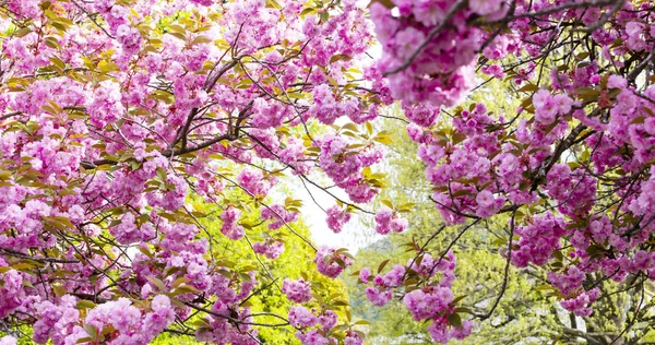 Floraison de fleurs roses de cerisier japonais ou de sakura en Europe Images De Stock Libres De Droits