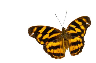 İzole ortak Paşa tereyağlı (Herona marathus) içinde dorsal vie