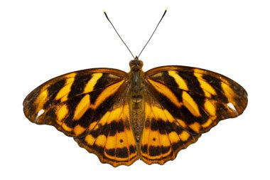 İzole ortak Paşa tereyağlı (Herona marathus) içinde dorsal vie