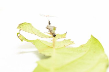 Onların ev sahibi bitki le üzerinde popinjay kelebekler dinging Tırtıl