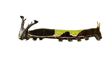Isolated caterpillar of popinjay butterfly on white clipart