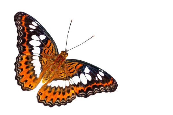Vista dorsal aislada de la mariposa comandante (Moduza procris) o — Foto de Stock
