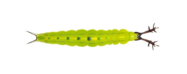 Geïsoleerde volwassen fase van Caterpillar van Siamese Zwarte Prins, maar — Stockfoto
