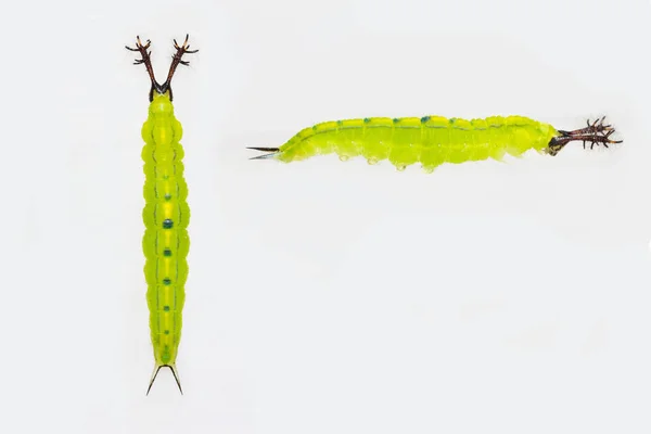 Close up mature stage of caterpillar of siamese black prince but — Stock Photo, Image