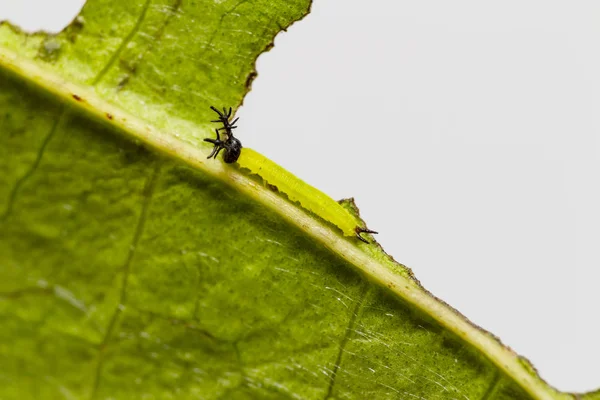 Primer plano 2ª etapa de oruga de mantequilla de príncipe negro siamés —  Fotos de Stock