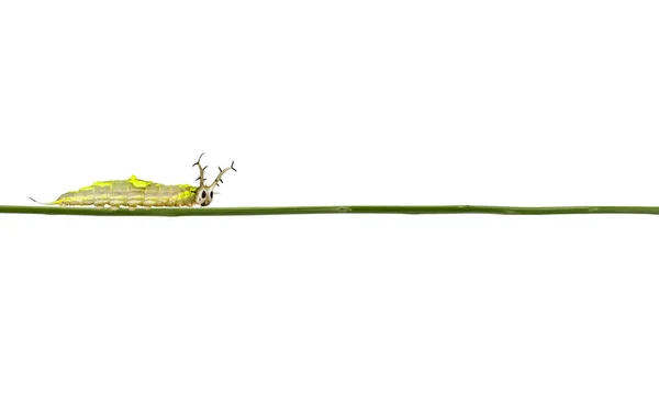 常见的帕莎黄油的孤立毛毛虫（赫洛娜马拉图斯 — 图库照片