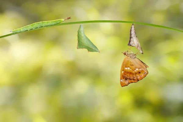 Transformación aislada de oruga y crisálida de macho — Foto de Stock