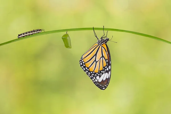 Трансформация обыкновенной тигровой бабочки (Danfgenutia) из — стоковое фото
