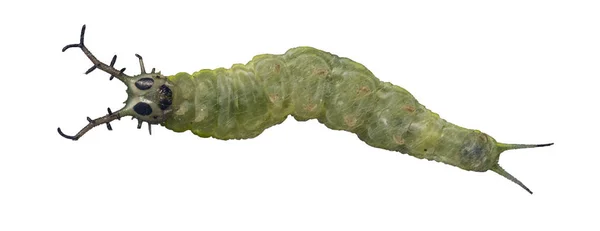 Isolated caterpillar of common pasha butterly ( Herona marathus — Stock Photo, Image