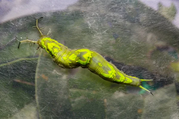 Close up top view of  caterpillar of common pasha butterly ( Her — Stock Photo, Image