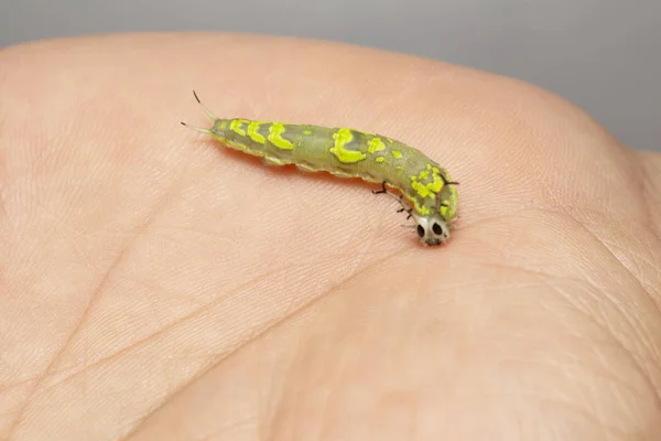 Caterpillar of common pasha butterly ( Herona marathus ) resting — Stok fotoğraf