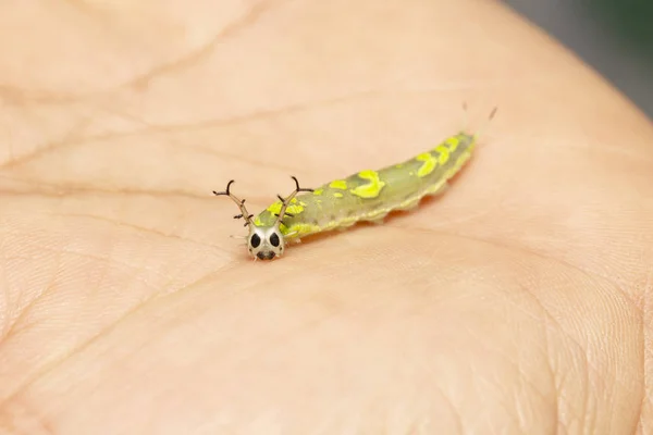 Caterpillar of common pasha butterly ( Herona marathus ) resting — Zdjęcie stockowe