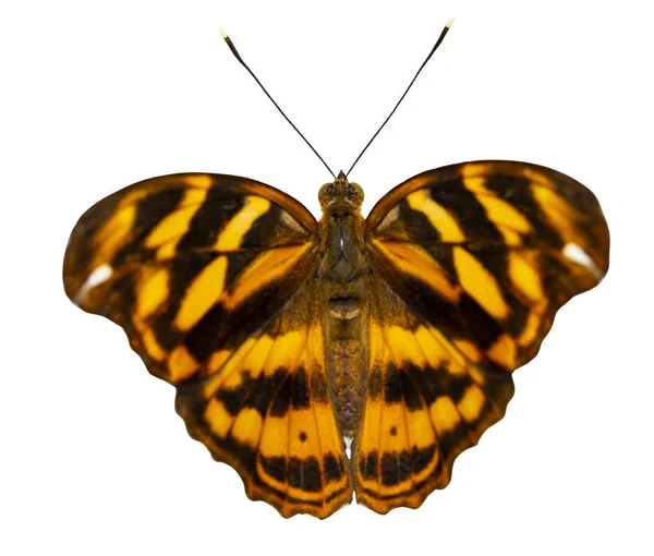 Isolierter Pascha-Schmetterling (Herona marathus) im Rückenbereich — Stockfoto