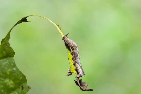 Caterpillar of popinjay butterflyresting on their host plant le — стоковое фото