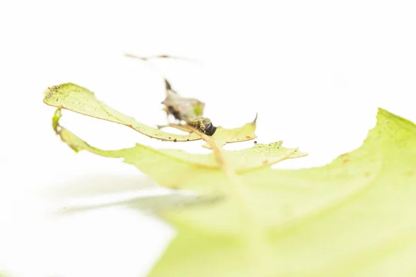 毛刺的波宾杰蝴蝶在他们的主机植物le — 图库照片