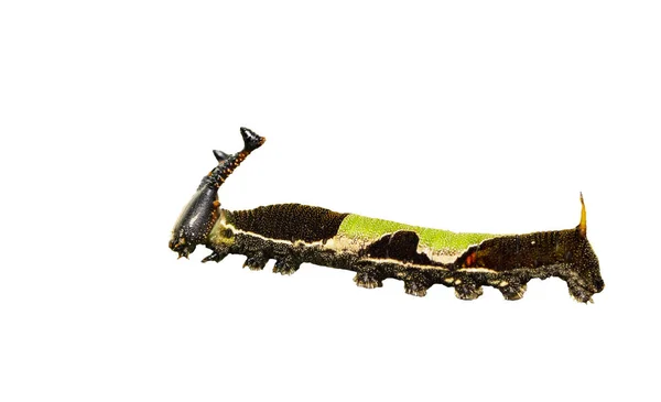 흰색에 포핀제이 나비의 고립 된 애벌레 — 스톡 사진